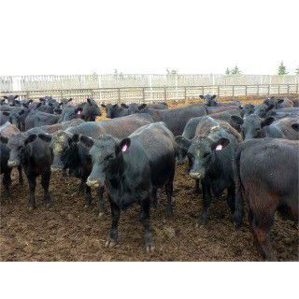 Last Straw Cattle Co. - 750# Heifers - 82 Head (Elie, MB)