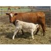 Image 2 : Fourie Farming Ltd. - 3rd - 5th Calf Pairs - 31 Head (Whitewood, SK)