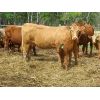 Image 3 : Fourie Farming Ltd. - 3rd - 5th Calf Pairs - 31 Head (Whitewood, SK)