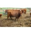 Image 5 : Fourie Farming Ltd. - 3rd - 5th Calf Pairs - 31 Head (Whitewood, SK)