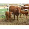 Image 6 : Fourie Farming Ltd. - 3rd - 5th Calf Pairs - 31 Head (Whitewood, SK)