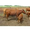 Image 2 : Fourie Farming Ltd. - 7th - 9th Calf Pairs - 22 Head (Whitewood, SK)