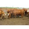 Image 3 : Fourie Farming Ltd. - 7th - 9th Calf Pairs - 22 Head (Whitewood, SK)