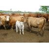 Image 4 : Fourie Farming Ltd. - 7th - 9th Calf Pairs - 22 Head (Whitewood, SK)