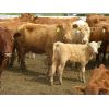 Image 5 : Fourie Farming Ltd. - 7th - 9th Calf Pairs - 22 Head (Whitewood, SK)