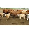 Image 6 : Fourie Farming Ltd. - 7th - 9th Calf Pairs - 22 Head (Whitewood, SK)
