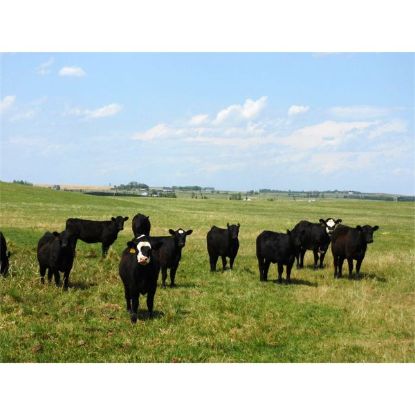 Saddle Ridge Ranching - 680# Heifers - 140 Head (Strathmore, AB)