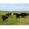 Image 2 : Saddle Ridge Ranching - 680# Heifers - 140 Head (Strathmore, AB)