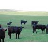 Image 5 : Saddle Ridge Ranching - 680# Heifers - 140 Head (Strathmore, AB)
