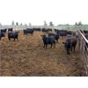 Image 5 : Last Straw Cattle Co. - 750# Heifers - 82 Head (Elie, MB)