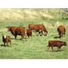 Image 2 : Seven O Ranches - 525# Steer Calves - 220 Head (Kamloops, BC)