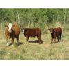 Image 3 : Seven O Ranches - 525# Steer Calves - 220 Head (Kamloops, BC)