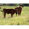 Image 4 : Seven O Ranches - 525# Steer Calves - 220 Head (Kamloops, BC)