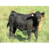 Image 5 : Seven O Ranches - 525# Steer Calves - 220 Head (Kamloops, BC)