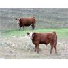 Image 6 : Seven O Ranches - 525# Steer Calves - 220 Head (Kamloops, BC)