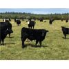 Image 7 : C-1 Ranch - 600# Steer Calves - 100 Head (Alexis Creek, BC)