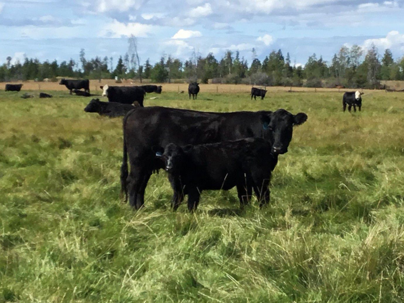 C1 Ranch 550 Steer Calves 330 Head (Alexis Creek, BC) Team