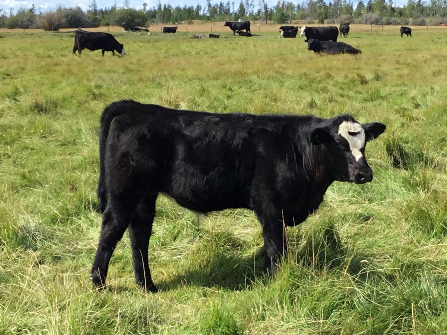 C1 Ranch 550 Steer Calves 330 Head (Alexis Creek, BC) Team
