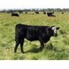Image 3 : C-1 Ranch - 550# Steer Calves - 330 Head (Alexis Creek, BC)
