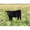 Image 4 : C-1 Ranch - 550# Steer Calves - 330 Head (Alexis Creek, BC)