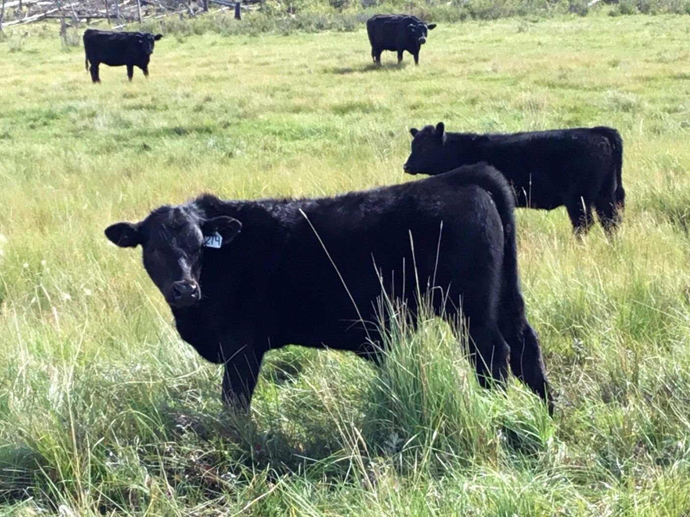 C1 Ranch 550 Steer Calves 330 Head (Alexis Creek, BC) Team