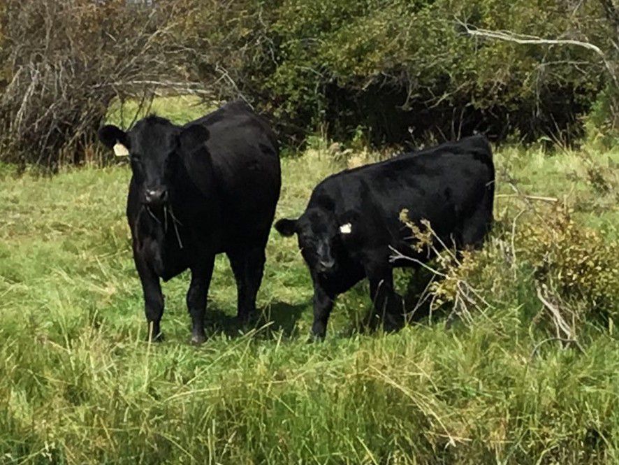 C1 Ranch 550 Steer Calves 330 Head (Alexis Creek, BC) Team