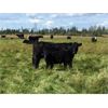 Image 2 : C-1 Ranch - 480# Steer Calves - 240 Head (Alexis Creek, BC)