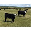 Image 6 : C-1 Ranch - 480# Steer Calves - 240 Head (Alexis Creek, BC)