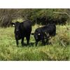 Image 9 : C-1 Ranch - 490# Heifer Calves - 240 Head (Alexis Creek, BC)