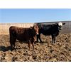 Image 1 : Brent & Kevin Martin - 735# Heifers - 63 Head (Duchess, AB)