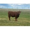 Image 2 : Macmillan Farming Co. - 16 Bred Cows (Cayley, AB)