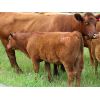 Image 1 : Brady Ranches - 690# Steer Calves - 84 Head (Heffley Creek, BC)