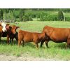 Image 2 : Brady Ranches - 690# Steer Calves - 84 Head (Heffley Creek, BC)