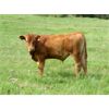 Image 3 : Brady Ranches - 690# Steer Calves - 84 Head (Heffley Creek, BC)