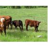 Image 4 : Brady Ranches - 690# Steer Calves - 84 Head (Heffley Creek, BC)