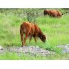 Image 5 : Brady Ranches - 690# Steer Calves - 84 Head (Heffley Creek, BC)