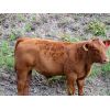 Image 6 : Brady Ranches - 690# Steer Calves - 84 Head (Heffley Creek, BC)