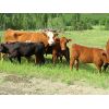 Image 2 : Brady Ranches - 660# Heifer Calves - 80 Head (Heffley Creek, BC)