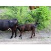 Image 6 : Brady Ranches - 660# Heifer Calves - 80 Head (Heffley Creek, BC)