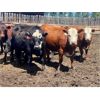 Image 3 : Reid Ranching Cremona - 940# Heifers - 66 Head (Cremona, AB)