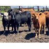 Image 5 : Reid Ranching Cremona - 940# Heifers - 66 Head (Cremona, AB)