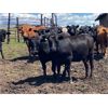 Image 6 : Reid Ranching Cremona - 940# Heifers - 66 Head (Cremona, AB)