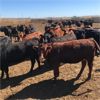 Image 2 : TFS Fincastle Customer - 875# Heifers - 220 Head (Fincastle, AB)