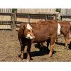 Image 1 : Redline Livestock - 665# Heifers - 65 Head (Sunnyslope, AB)