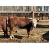 Image 6 : Redline Livestock - 665# Heifers - 65 Head (Sunnyslope, AB)
