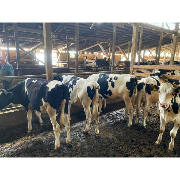 Iberg Farms Ltd. - 400# Steers - 14 Head (Langley, BC)