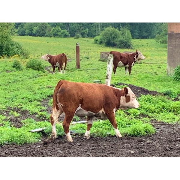 Dave Gunn - 650# Mixed - 20 Head (Aldergrove, BC)