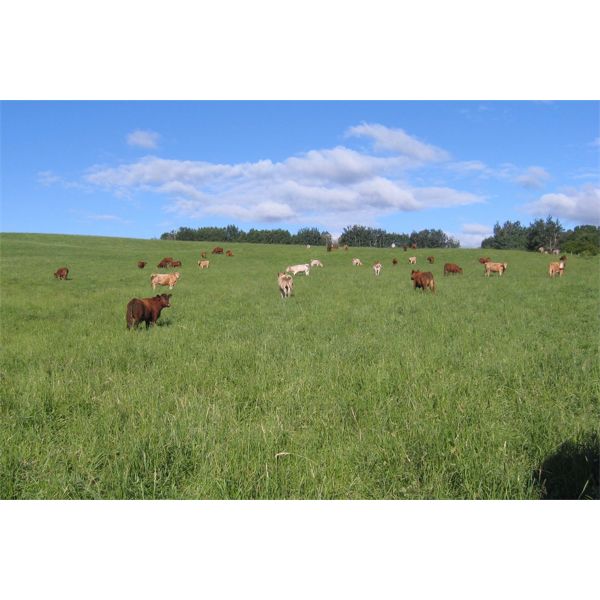 Reilly Lake Ranching - 950# Steers - 65 Head (Lloydminster, AB)