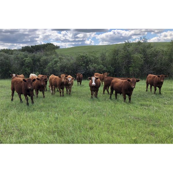 Rick Murphy - 1000# Steers - 135 Head (Lloydminster, AB)