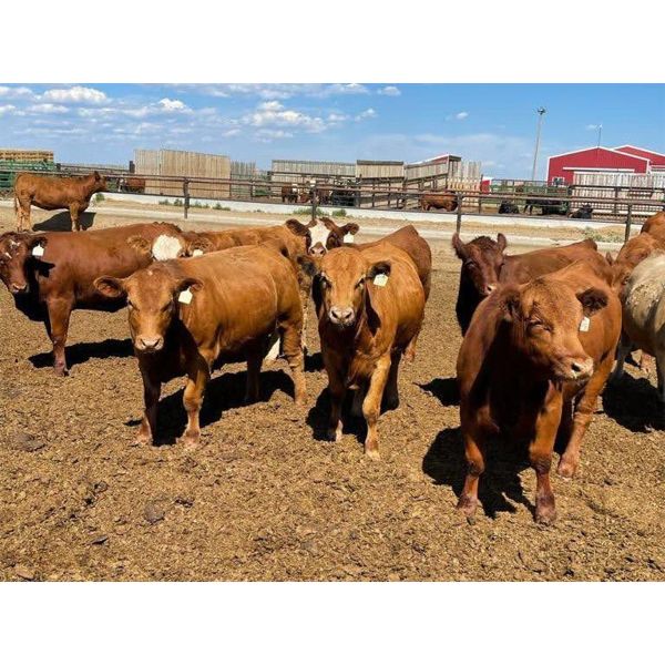 Rattlesnake Feeders - 900# Heifers - 160 Head (Medicine Hat, AB)